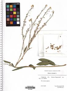 Bunias orientalis L., Eastern Europe, Middle Volga region (E8) (Russia)