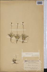 Tofieldia calyculata (L.) Wahlenb., America (AMER) (Greenland)