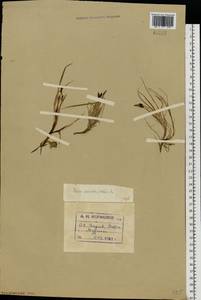 Carex rariflora (Wahlenb.) Sm., Eastern Europe, Northern region (E1) (Russia)