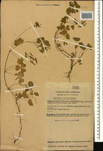 Oxalis corniculata L., Caucasus, Georgia (K4) (Georgia)