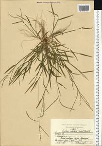 Digitaria ischaemum (Schreb.) Muhl., Eastern Europe, Central region (E4) (Russia)