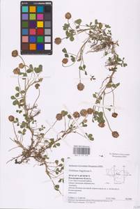 Trifolium fragiferum L., Eastern Europe, Central region (E4) (Russia)