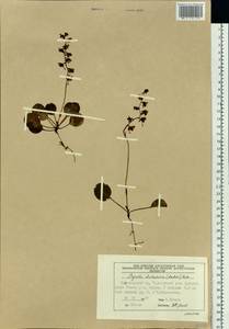 Pyrola dahurica (Andres) Kom., Siberia, Central Siberia (S3) (Russia)