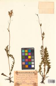 Filipendula vulgaris Moench, Eastern Europe, Eastern region (E10) (Russia)