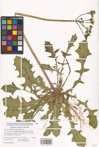 Crepis sancta subsp. sancta, Eastern Europe, Rostov Oblast (E12a) (Russia)