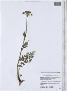 Seseli condensatum (L.) Rchb. fil., Siberia, Baikal & Transbaikal region (S4) (Russia)