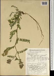 Astragalus laxmannii subsp. laxmannii, Mongolia (MONG) (Mongolia)
