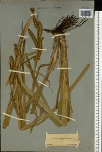 Carex utriculata Boott, Eastern Europe, North-Western region (E2) (Russia)
