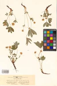 Potentilla alba L., Eastern Europe, Lower Volga region (E9) (Russia)