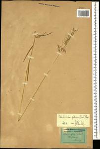 Avenula pubescens (Huds.) Dumort., Caucasus, Dagestan (K2) (Russia)