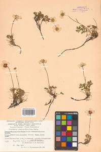 Geum selinifolium (Fisch. ex F. Schmidt) Hultén, Siberia, Chukotka & Kamchatka (S7) (Russia)