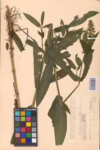 MHA 0 154 919, Stachys palustris L., Eastern Europe, Western region (E3) (Russia)