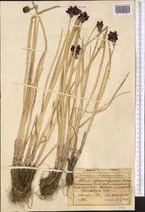 Allium atrosanguineum Schrenk, Middle Asia, Northern & Central Tian Shan (M4) (Kyrgyzstan)
