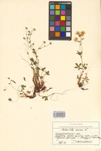 Potentilla aurea L., Eastern Europe, West Ukrainian region (E13) (Ukraine)