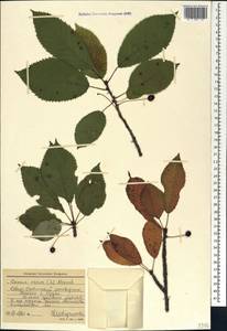 Prunus avium (L.) L., Caucasus, North Ossetia, Ingushetia & Chechnya (K1c) (Russia)