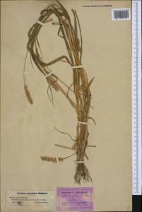 Setaria pumila (Poir.) Roem. & Schult., Western Europe (EUR) (France)