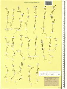 Scandix stellata Banks & Sol., Caucasus, Armenia (K5) (Armenia)