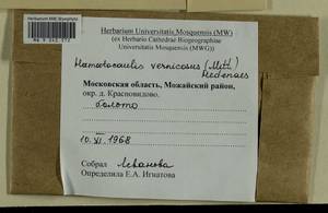 Hamatocaulis vernicosus (Mitt.) Hedenäs, Bryophytes, Bryophytes - Moscow City & Moscow Oblast (B6a) (Russia)