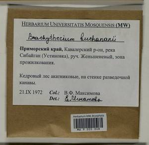 Brachythecium buchananii (Hook.) A. Jaeger, Bryophytes, Bryophytes - Russian Far East (excl. Chukotka & Kamchatka) (B20) (Russia)
