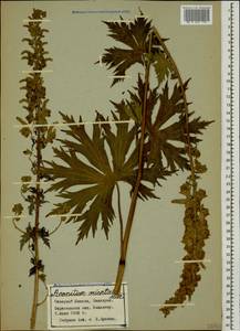 Aconitum orientale Mill., Caucasus, Stavropol Krai, Karachay-Cherkessia & Kabardino-Balkaria (K1b) (Russia)