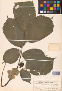 Ulmus glabra Huds., Eastern Europe, Central region (E4) (Russia)