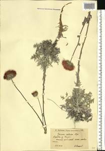 Jurinea cretacea Bunge, Eastern Europe, Lower Volga region (E9) (Russia)