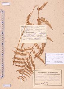 Athyrium monomachii (Kom.) Kom., Siberia, Altai & Sayany Mountains (S2) (Russia)