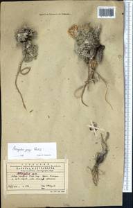 Astragalus georgii Gontsch., Middle Asia, Western Tian Shan & Karatau (M3) (Kazakhstan)