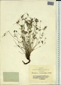 Erodium tataricum Willd., Siberia, Altai & Sayany Mountains (S2) (Russia)