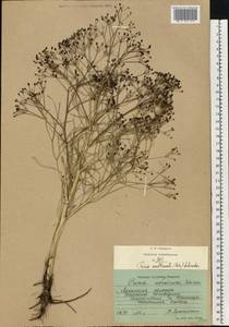 Trinia multicaulis (Poir.) Schischk., Eastern Europe, North Ukrainian region (E11) (Ukraine)