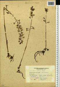 Oreorchis patens (Lindl.) Lindl., Siberia, Russian Far East (S6) (Russia)