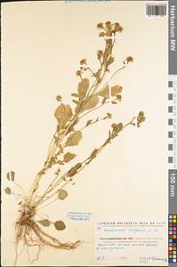 Barbarea vulgaris W. T. Aiton, Eastern Europe, North Ukrainian region (E11) (Ukraine)