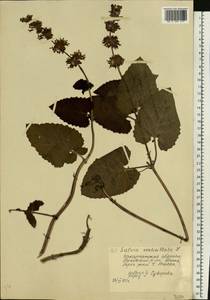 Salvia verticillata L., Eastern Europe, West Ukrainian region (E13) (Ukraine)