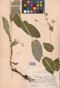 Bupleurum aureum Fisch., Eastern Europe, Eastern region (E10) (Russia)