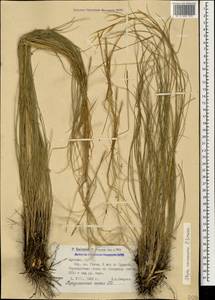 Stipa zalesskii Wilensky, Caucasus, Armenia (K5) (Armenia)