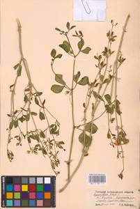 Zygophyllum fabago L., Eastern Europe, Lower Volga region (E9) (Russia)