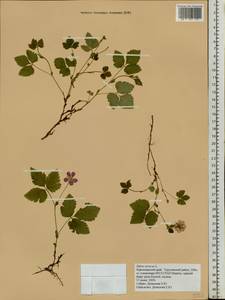 Rubus arcticus L., Siberia, Central Siberia (S3) (Russia)