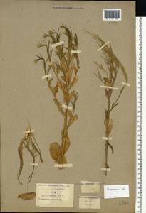 Barbarea stricta Andrz., Eastern Europe, Central region (E4) (Russia)