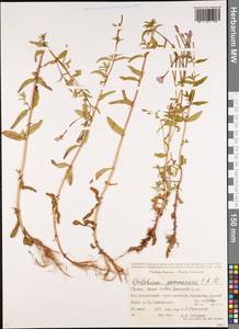 Epilobium gemmascens C.A.Mey., Caucasus, South Ossetia (K4b) (South Ossetia)