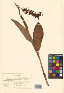 Platanthera sachalinensis F.Schmidt, Siberia, Russian Far East (S6) (Russia)
