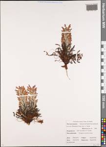 Pedicularis lanata Willd. ex Cham. & Schltdl., Siberia, Chukotka & Kamchatka (S7) (Russia)