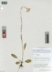 Tephroseris integrifolia (L.) Holub, Siberia, Altai & Sayany Mountains (S2) (Russia)