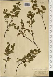 Betula fruticosa Pall., Mongolia (MONG) (Mongolia)
