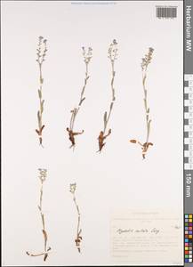 Myosotis imitata Serg., Siberia, Altai & Sayany Mountains (S2) (Russia)