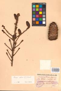 Picea abies (L.) H. Karst., Eastern Europe, North-Western region (E2) (Russia)