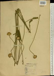 Cephalaria uralensis (Murray) Roem. & Schult., Eastern Europe, North Ukrainian region (E11) (Ukraine)
