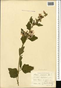 Althaea officinalis L., Caucasus, North Ossetia, Ingushetia & Chechnya (K1c) (Russia)