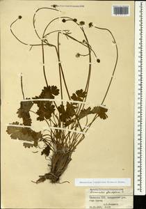 Ranunculus brachylobus Boiss. & Hohen., Caucasus, Armenia (K5) (Armenia)