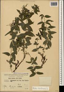 Rubia tinctorum L., Caucasus, Azerbaijan (K6) (Azerbaijan)