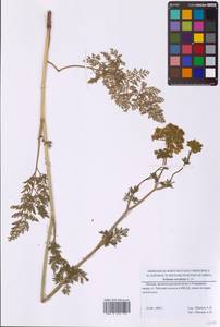 Selinum carvifolia (L.) L., Eastern Europe, Moscow region (E4a) (Russia)